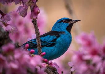 Blue dacnis on a cherry tree