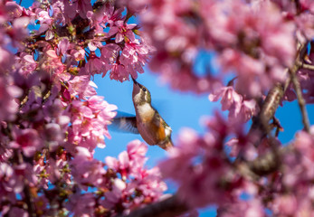 Humming Bird flying and eating