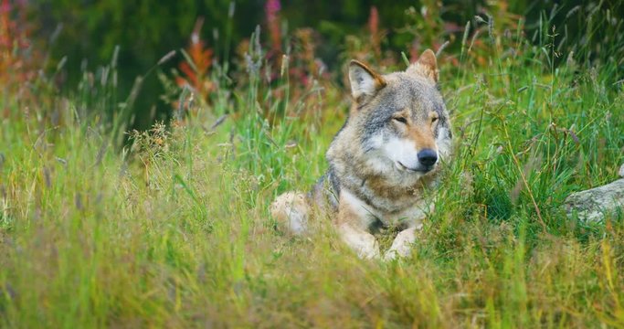 Beautiful adult male grey wolf rests in the grass