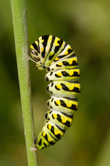 Black Swallowtail caterpillar in pre-pupa stage