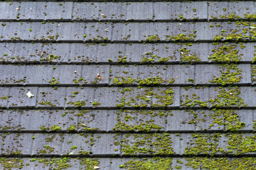 Roof Tiles Of A Building Partially Covered With Green Moss