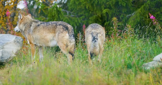 Two wolves in a wolf pack walking in the forest