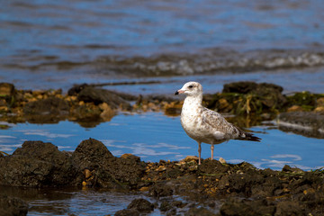 Juvenile Gull on the shore of the Mississippi River at Gordon's Landing on the Great River Road in Wisconsin
