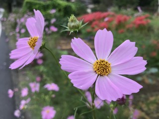 Fototapeta premium コスモス001