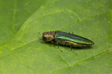 Closeup of an Emerald Ash Borer