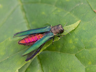 Emerald Ash Borer Showing Its Colors