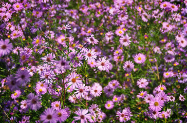 Pink fall flowers asters