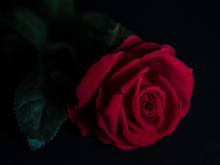 Low key of Valentines Day concept-red rose with black background.