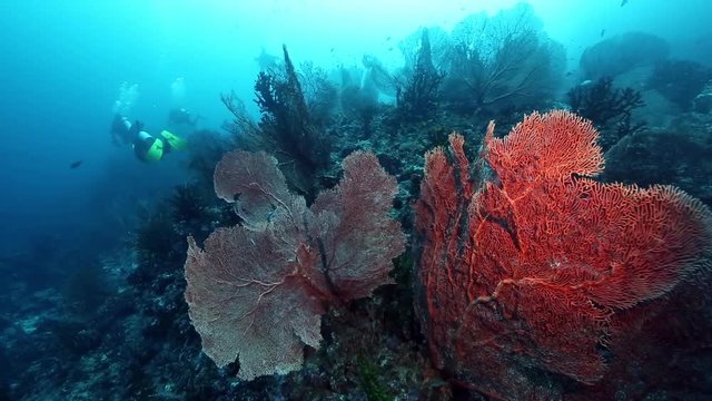 Scuba diving over giant gorgonian sea fan corals at Pulau Weh, Aceh 