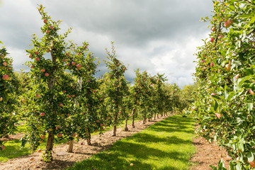 Obraz premium Halton Hills Apple orchard 