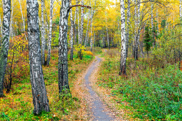 Autumn nature of Siberia
