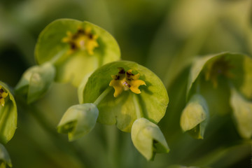 Close up macro picture of beautiful green flowers blossoming during spring time.