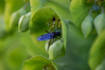 Close up macro picture of a Fly sitting on a beautiful green flowers blossoming during spring time.