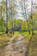 Fototapeta na wymiar Spring in a birch grove.