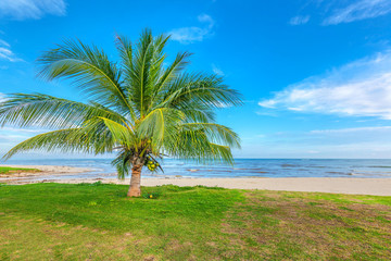 Fototapeta premium Palma and the sea. Koh Samui in Thailand.