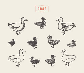 Fototapeta na wymiar Ducks hand drawn vector illustration sketch