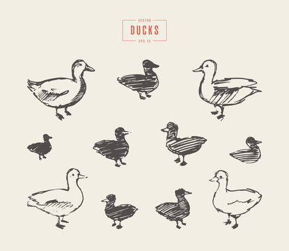 Ducks hand drawn vector illustration sketch