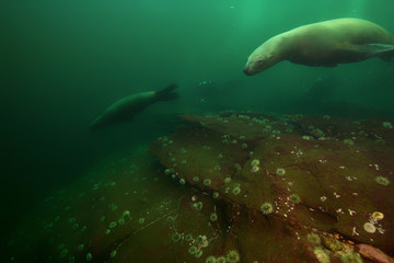 Fototapeta premium Beautiful underwater scene with Sea Lions and Scuba Divers. Picture taken in Pacific Ocean near Hornby Island, BC, Canada.