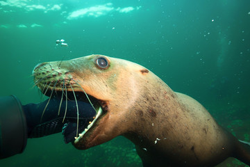 Fototapeta premium Young Sea Lion playfully biting a Scuba Divers Hand underwater. Picture taken in Pacific Ocean near Hornby Island, BC, Canada.