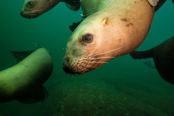 A close up picture of a cute Sea Lion swimming underwater. Picture taken in Pacific Ocean near Honby Island, British Columbia, Canada.