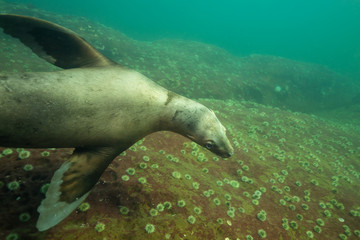 Fototapeta premium A cute Sea Lion swimming underwater. Picture taken in Pacific Ocean near Hornby Island, British Columbia, Canada.