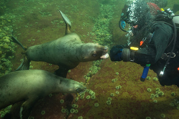 Fototapeta premium Scuba Diver interacting with a Sea Lion underwater. Picture taken in Pacific Ocean near Hornby Island, BC, Canada.