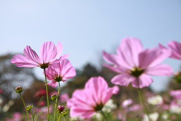 Fototapeta premium コスモスの花