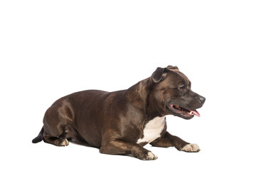 cute pitbull dog sitting isolated on white background 
