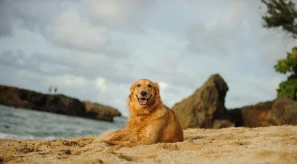 Foto auf Alu-Dibond Golden Retriever dog lying on Hawaii beach © everydoghasastory