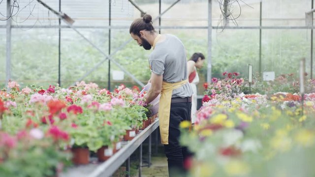  Worker in garden center greenhouse watering rows of plants