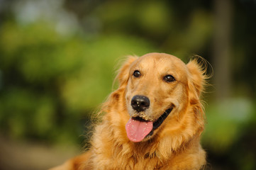 Golden Retriever dog outdoor portrait against trees