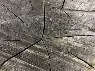 木の断面の写真　 timber