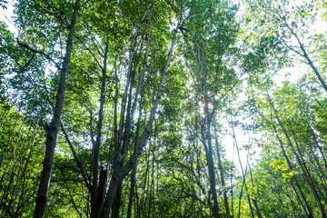 Mangrove forest atmosphere in the morning time at Hua Hin Town, Thailand