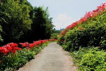 Naklejka premium 秋の散歩道
