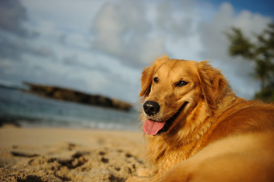 Golden Retriever dog lying on Hawaii beach looking back