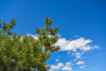 Pine tree branches on clouds and blue sky background
