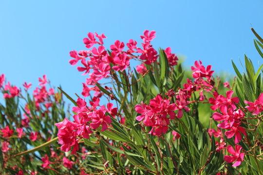Oleandro in fiore nella macchia Mediterranea in Puglia