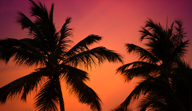 silhouette of a palm tree at sunset