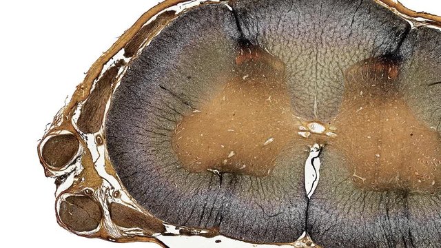 microscopic cross section of spinal cord