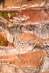 Texture of a bark of a palm tree, a background