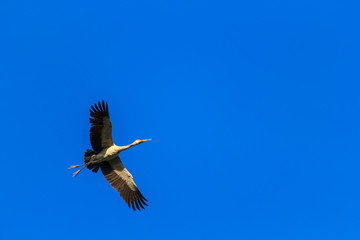 Birds fly in the sky