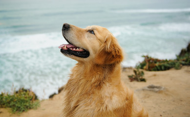 Obraz premium Golden Retriever dog head shot against blue ocean