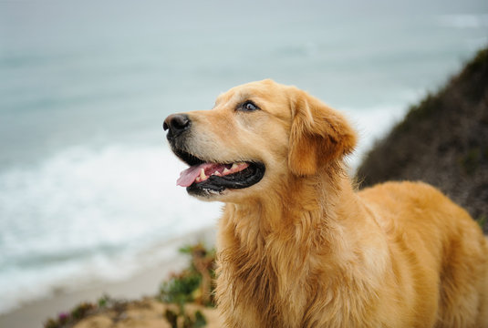 Golden Retriever dog portrait against water