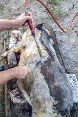 Obraz premium Burning a domestic pig before cutting. Removal of pig hair.