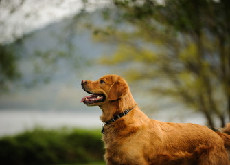 Golden Retriever dog outdoor portrait in nature