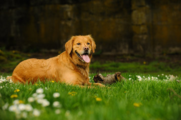 Golden Retriever dog outdoor portrait lying down in grass with flowers