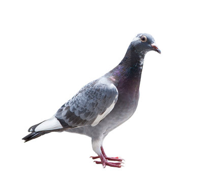 close up full body of homing pigeon bird isolated white background