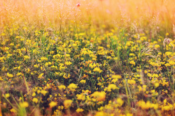 Flowers meadow
