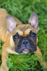 Fototapeta premium Funny french bulldog puppy on the green grass background. Cute dog's muzzle