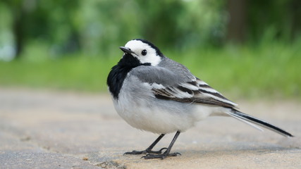 Bird macro
